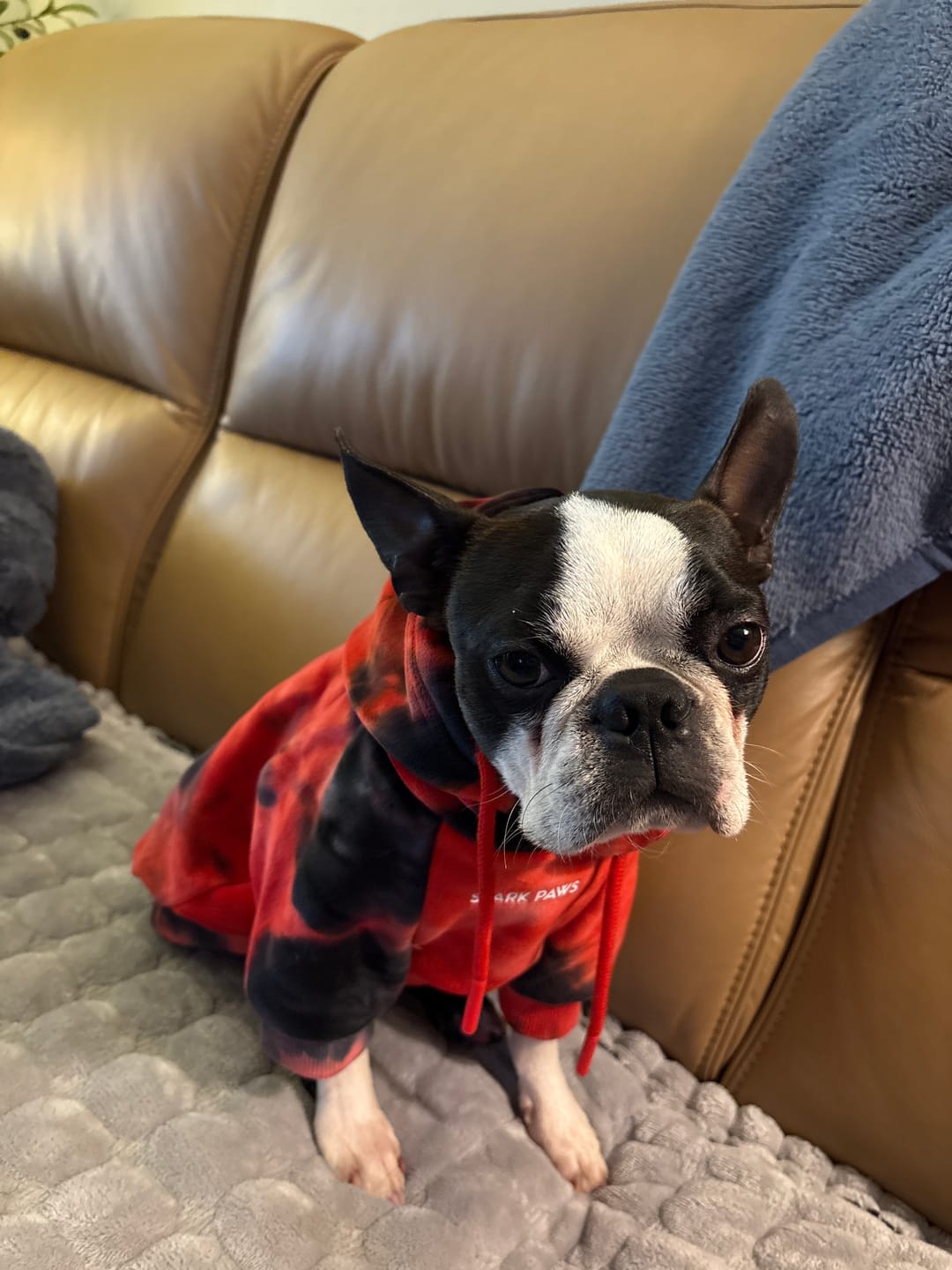Customer photo review of Velvet Dog Hoodie - Red & Black