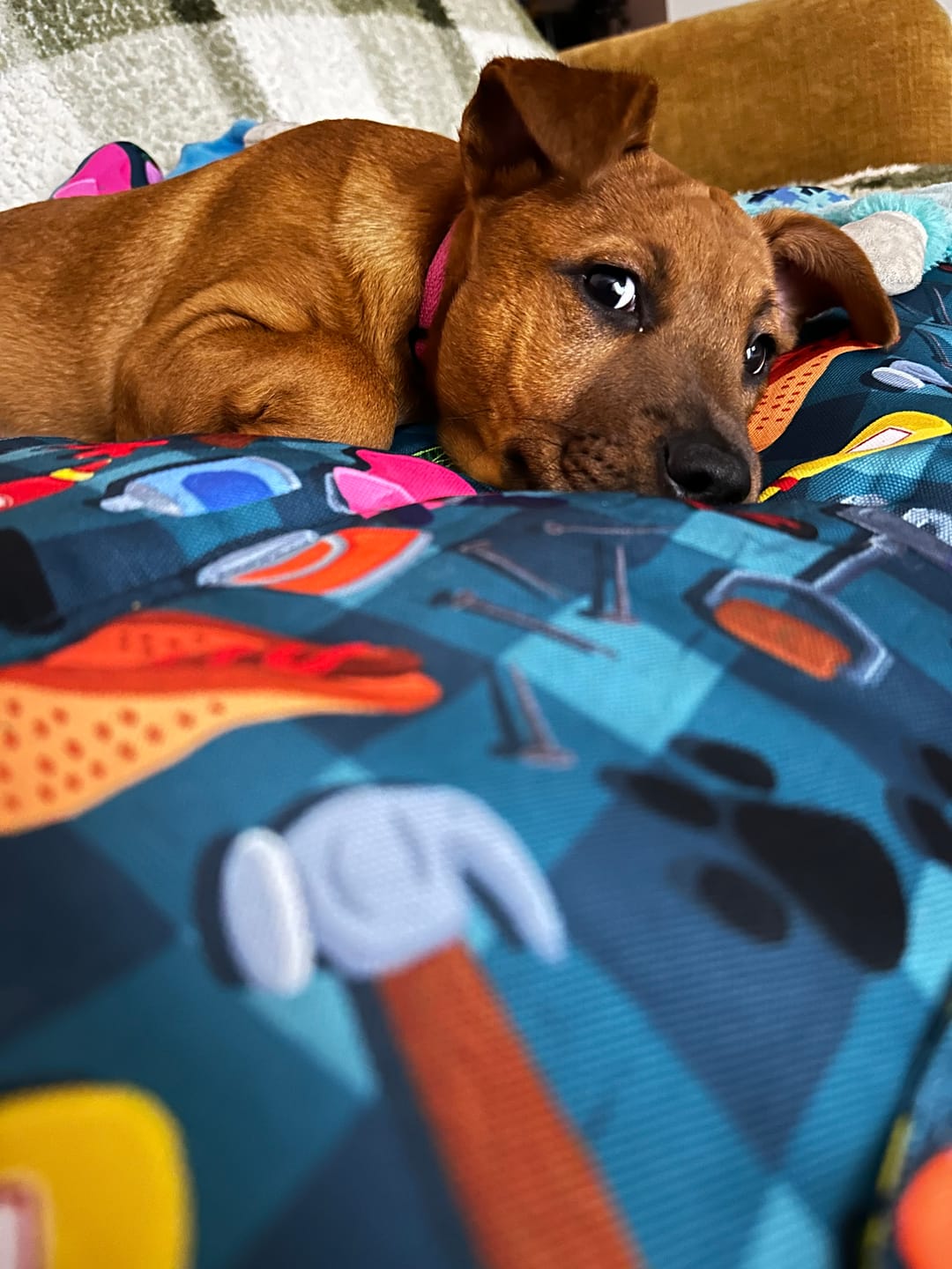 Customer photo review of BUNNINGS TRIP MAT