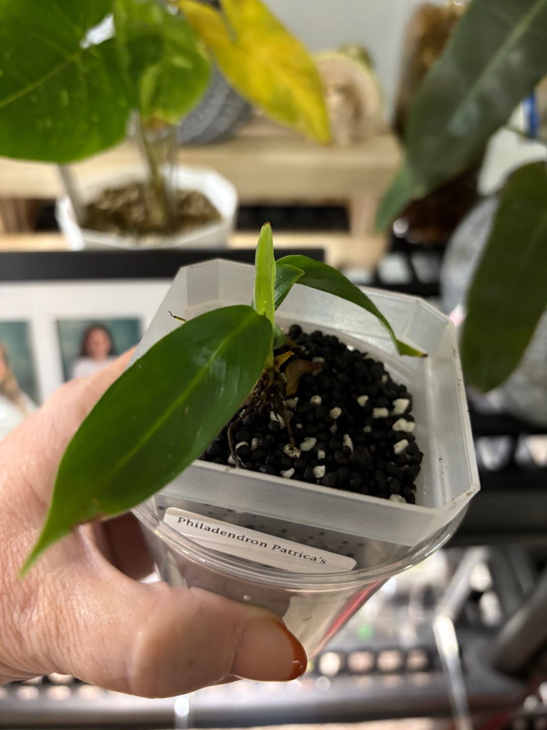 Customer photo review of Philodendron Patriciae
