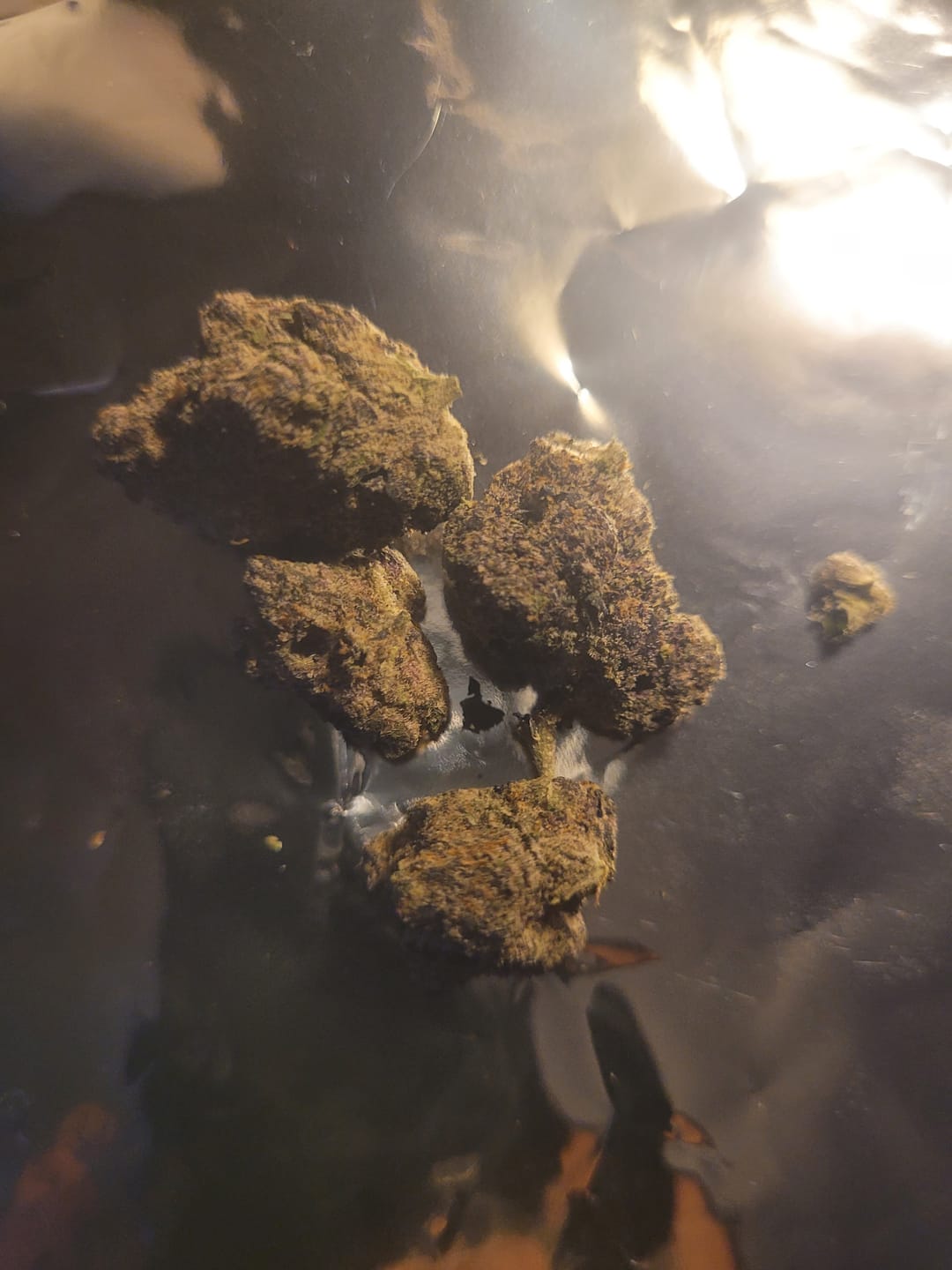 Customer photo review of Exotic Indoor Express THCA Flower (7 Grams)