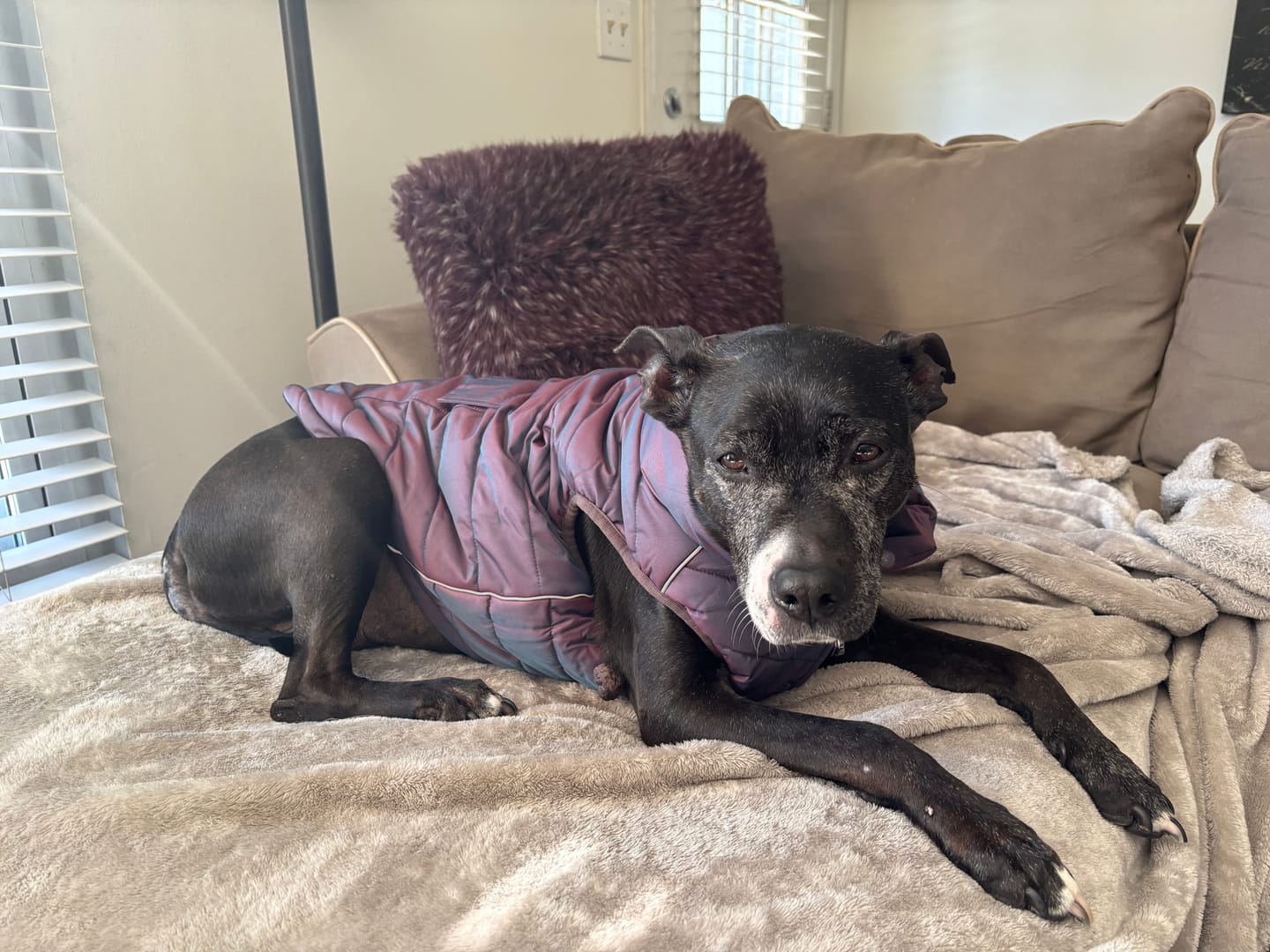 Customer photo review of WarmShield Water-Resistant Jacket - Cosmic