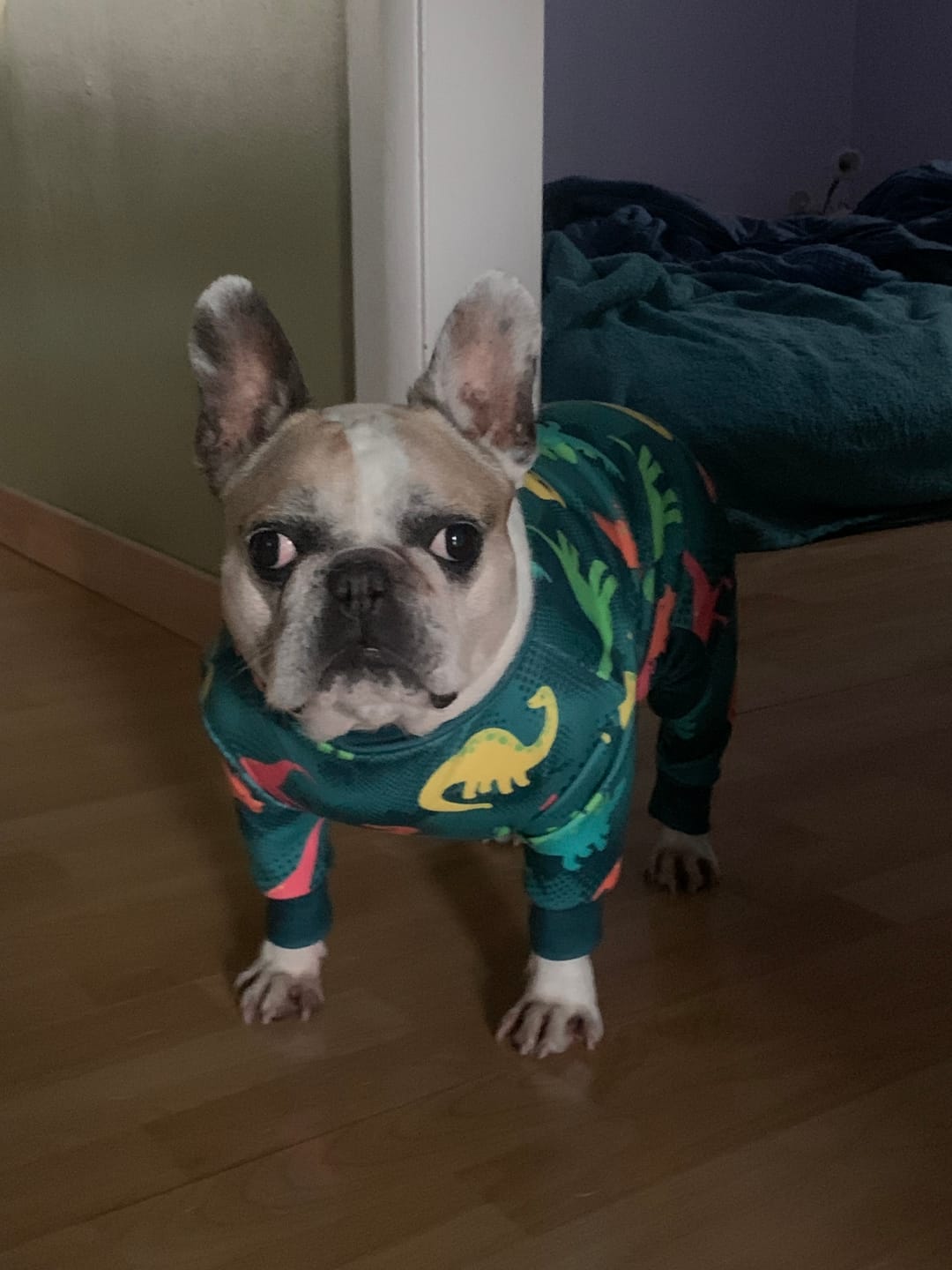 Customer photo review of Dog Pajama - Dinosaurs