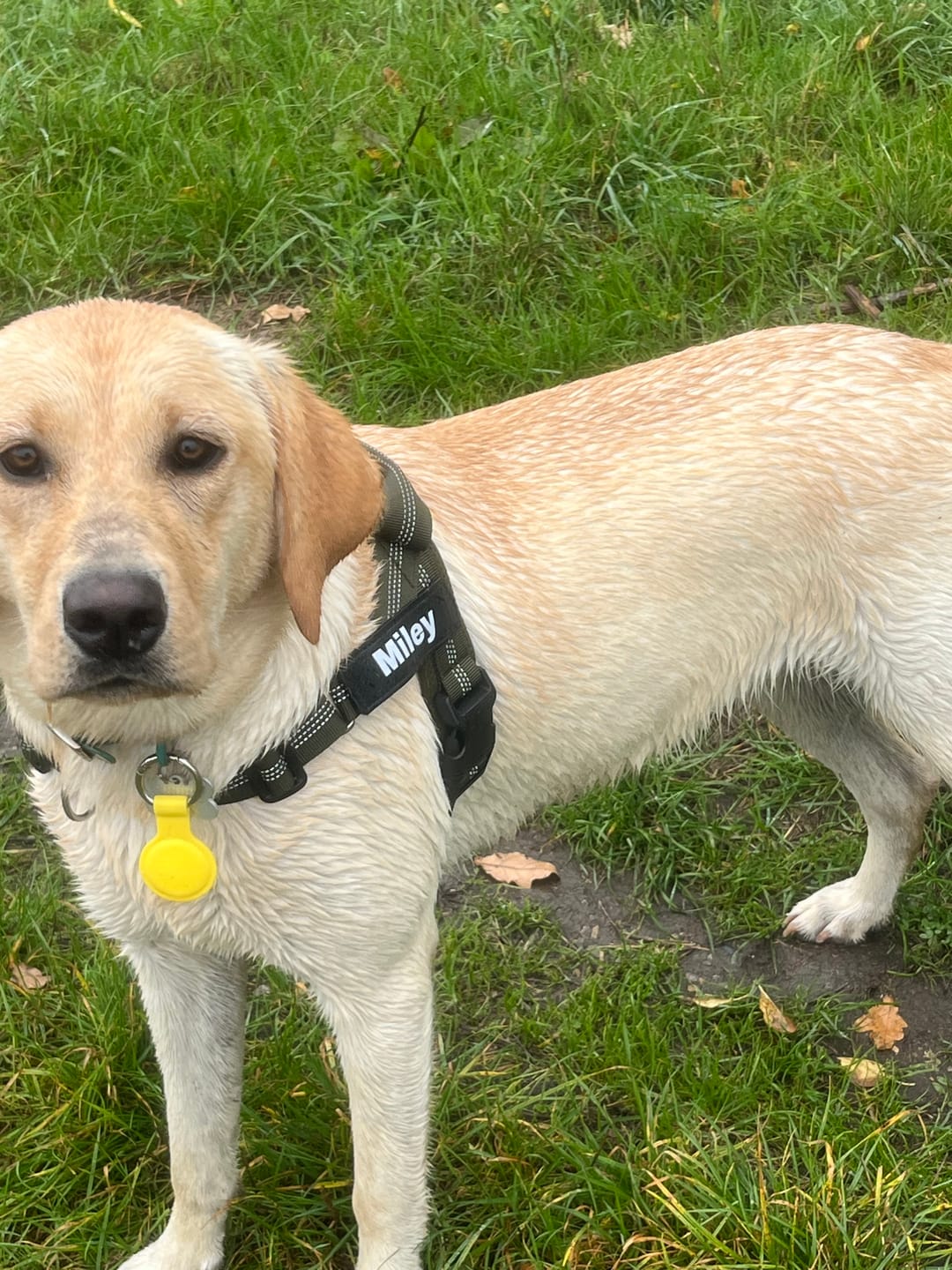 Customer photo review of ParoPet No Pull Dog Harness