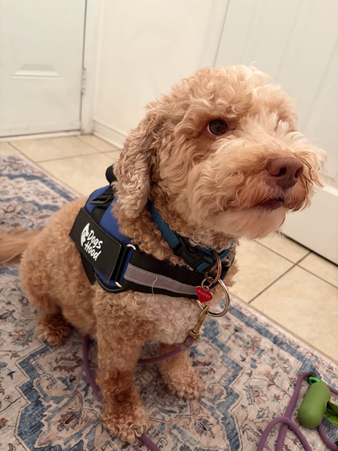 Customer photo review of Dogshood ™ No Pull Harness