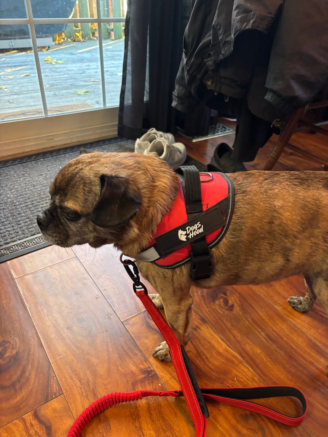 Customer photo review of Dogshood ™ No Pull Harness