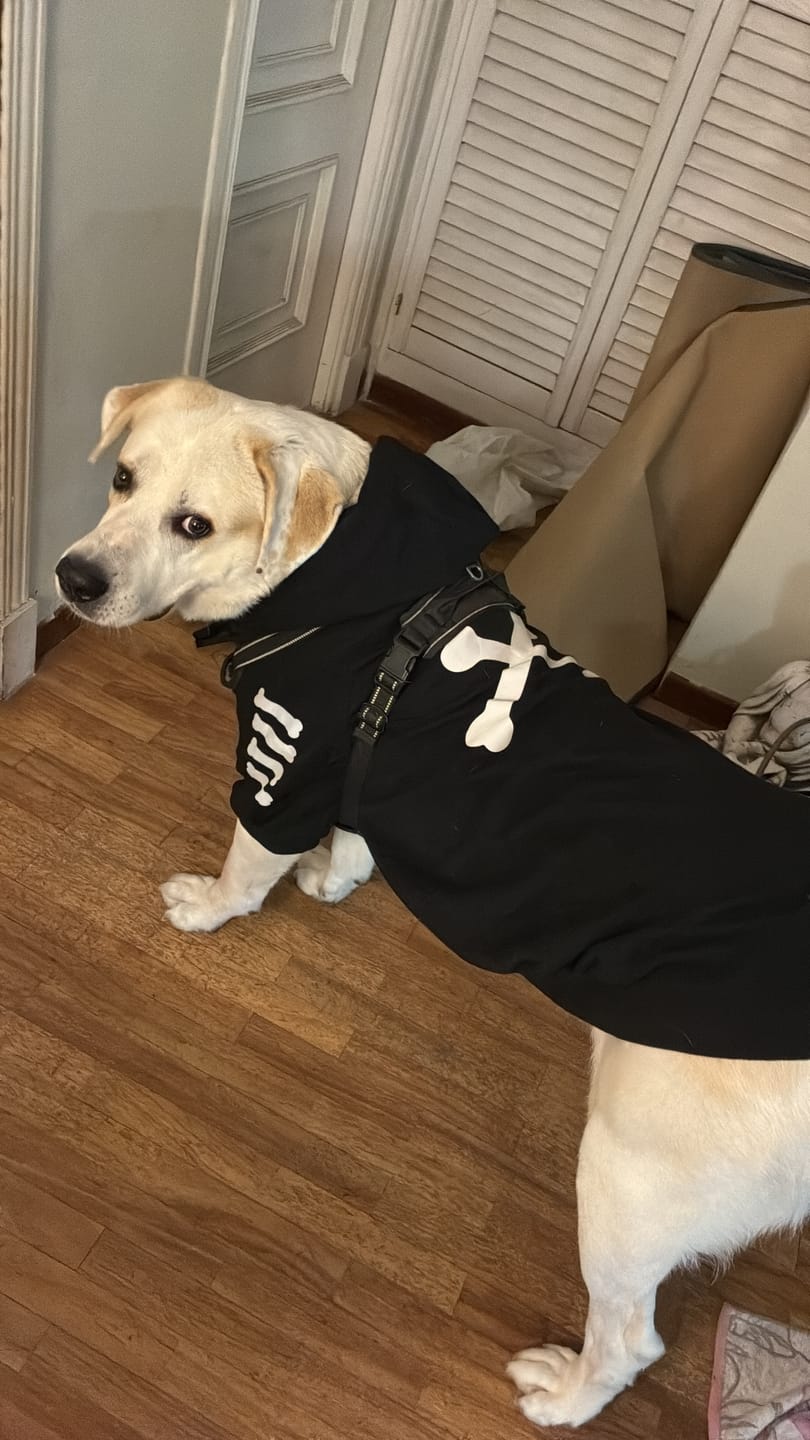Customer photo review of "WOOF" Dog Hoodie - Black & Reflective