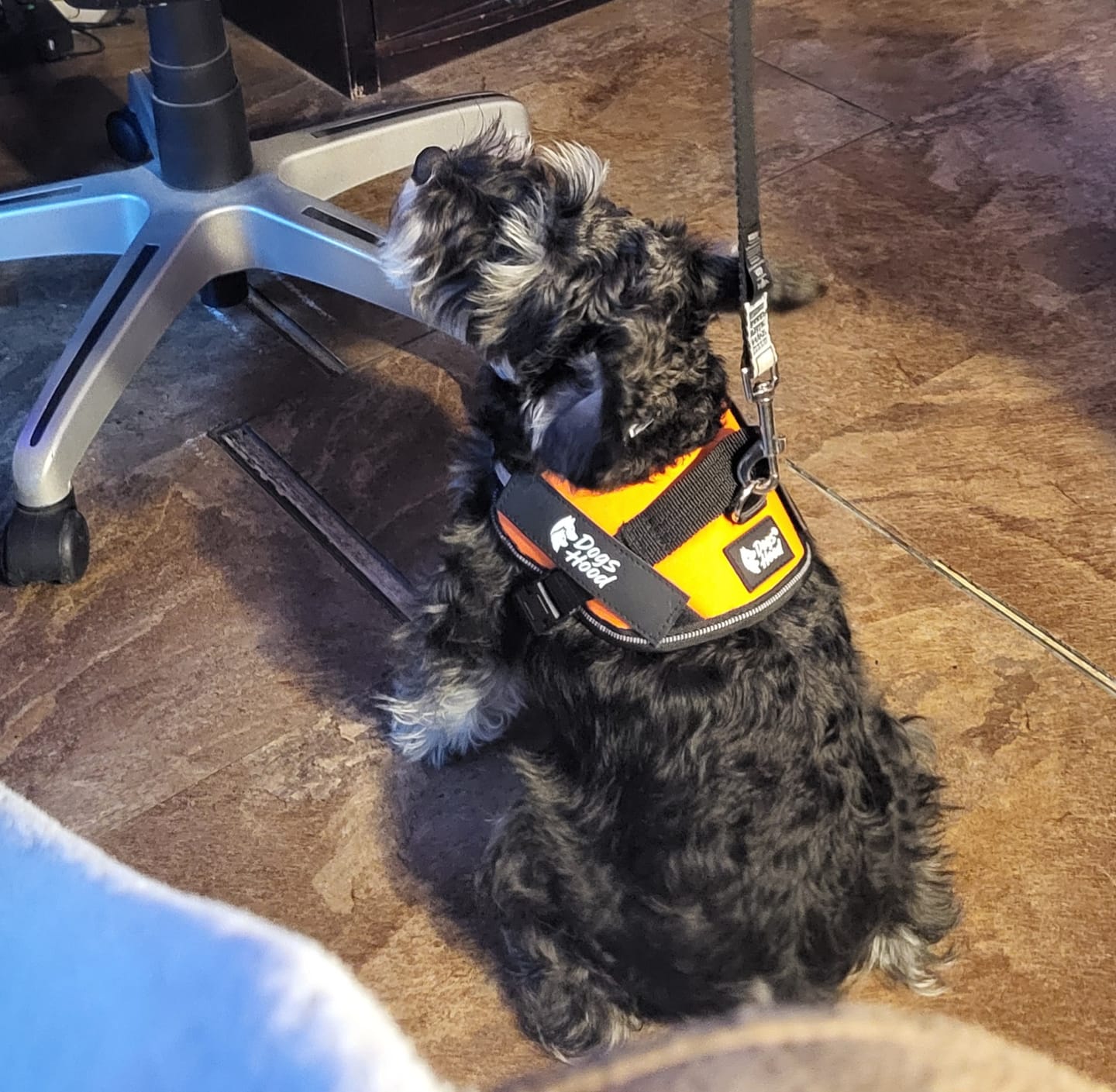 Customer photo review of Dogshood ™ No Pull Harness