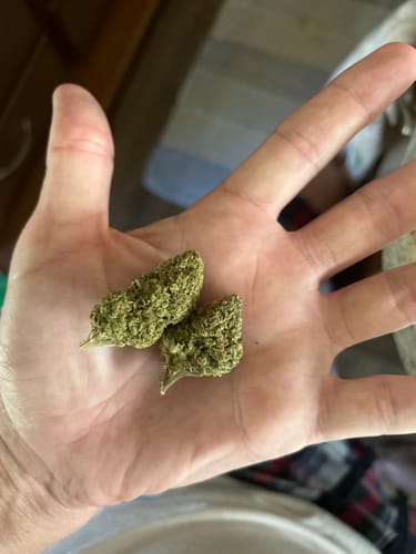 Customer photo review of Papaya Runtz THCA Flower
