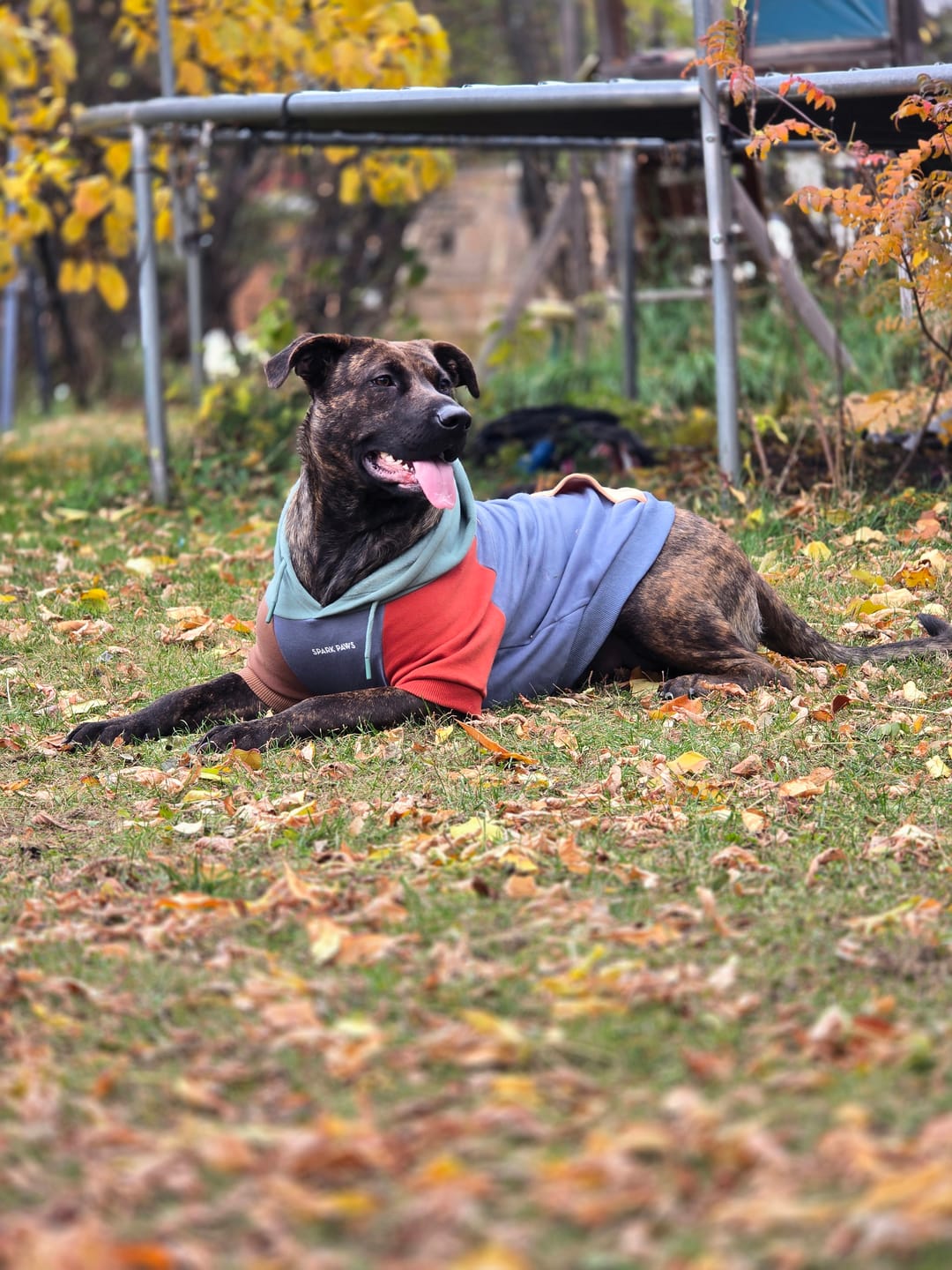 Customer photo review of Color Block Dog Hoodies