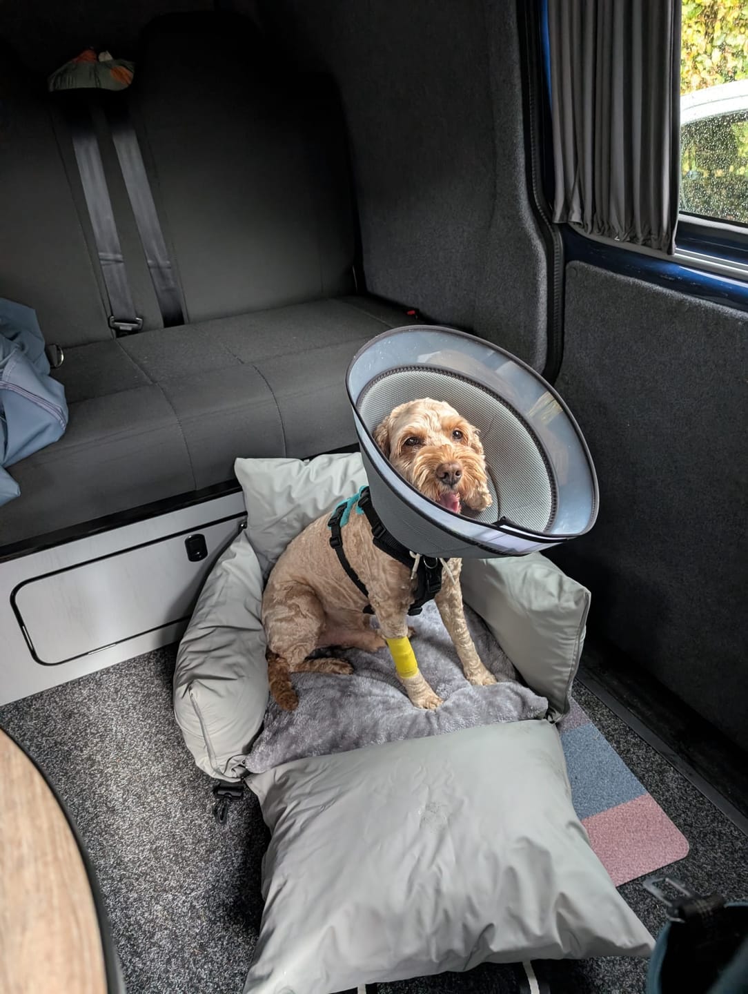 Customer photo review of Dog Dock V2 New & Improved ISO Fix