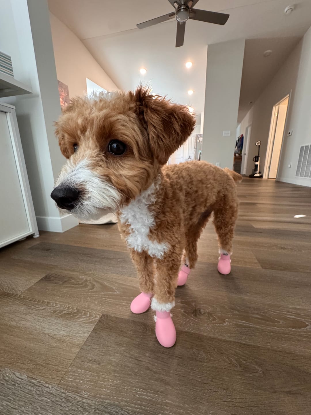 Customer photo review of WagWellies® by wagwear