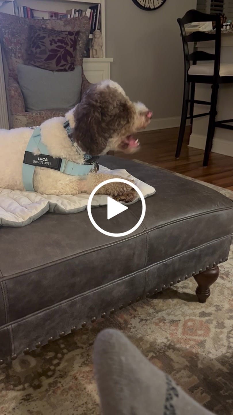 Customer video review of Chewy Ostrich Whole Gizzard: The Protein & Omega-3 Rich, Natural Dog Chew Treat