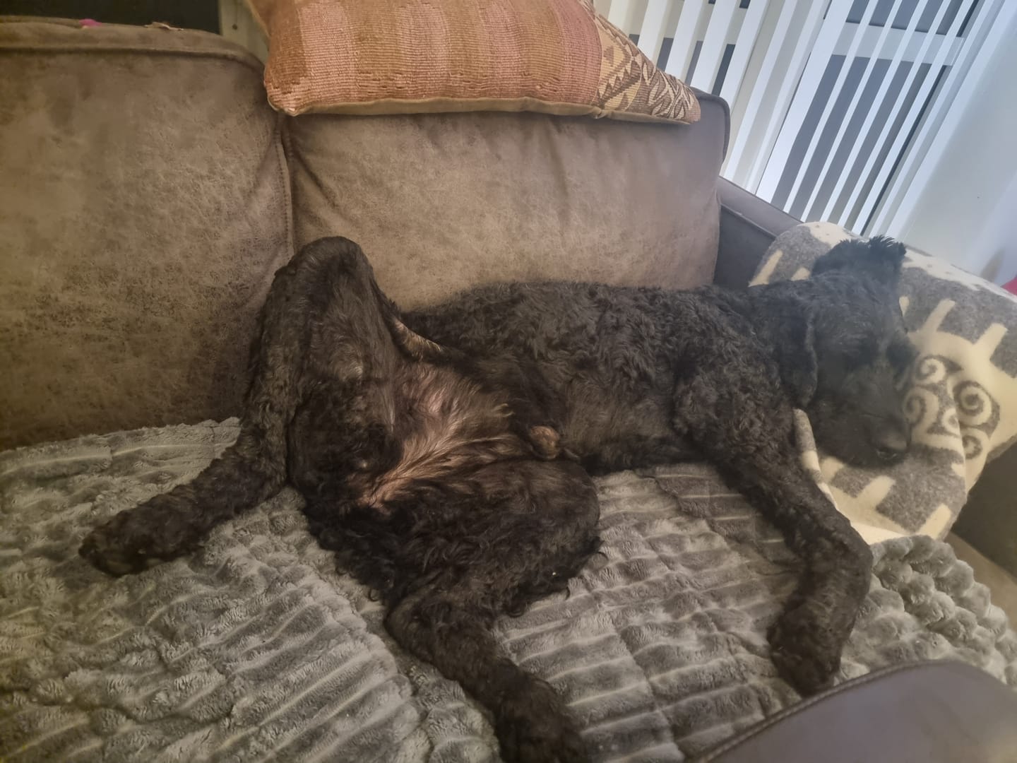 Customer photo review of Koselig Sofatrekk – Hundens favorittplass
