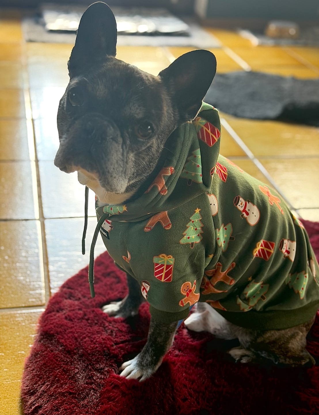 Customer photo review of Christmas Dog Hoodies