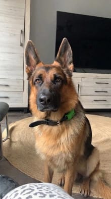 Customer photo review of OptimaPets - 12 Meses de Protección Antipulgas y Garrapatas 100% Natural para Perros
