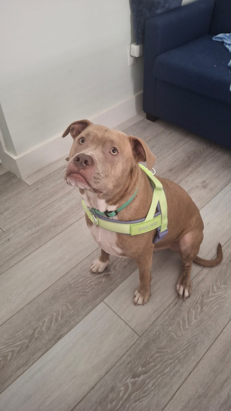 Customer photo review of Grab & Go Harness - Violet Lime