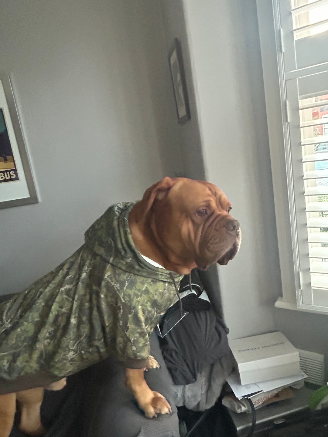 Customer photo review of Concrete Wood Dog Hoodie - Moss