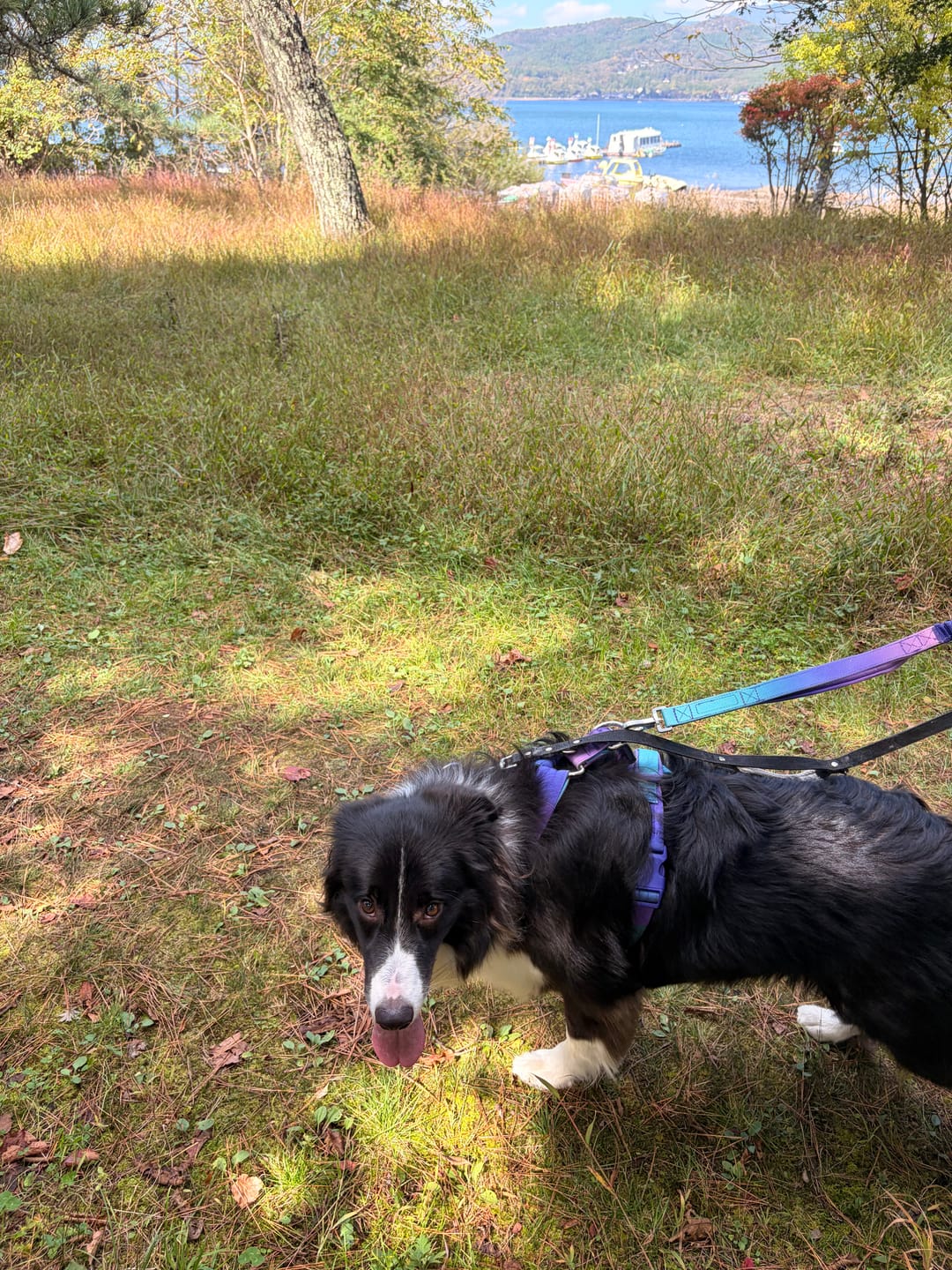 Customer photo review of Comfort Control No-Pull Dog Harness and Multipurpose Leash Sets