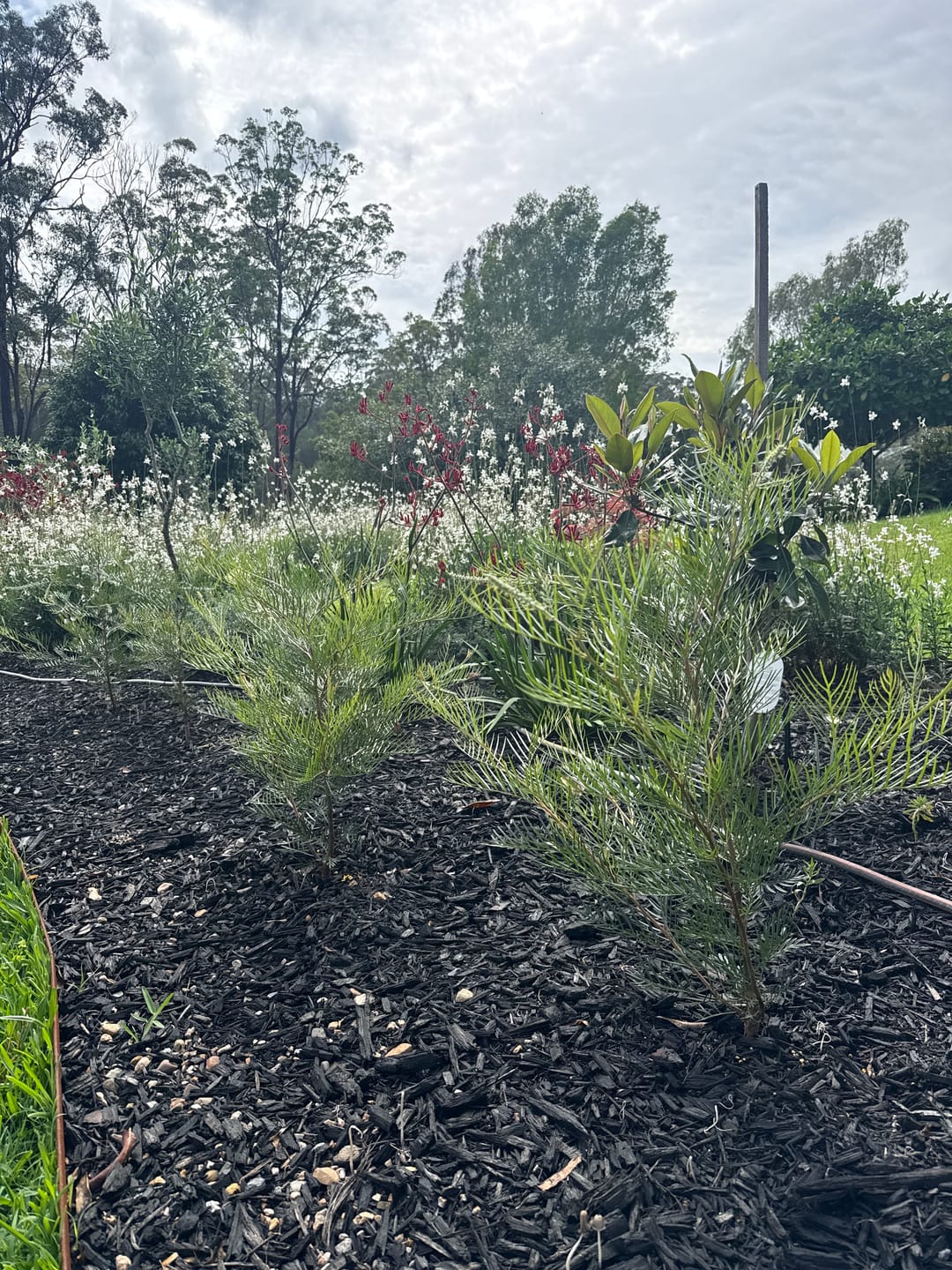 Customer photo review of Moonlight Grevillea - Grevillea 'Moonlight'