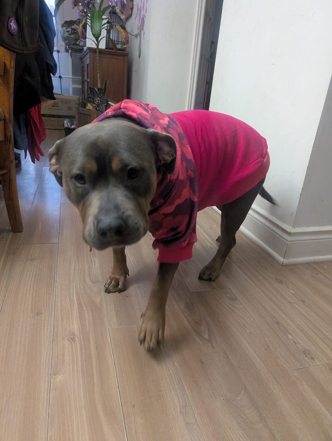 Customer photo review of Fuchsia Camo Dog Hoodie