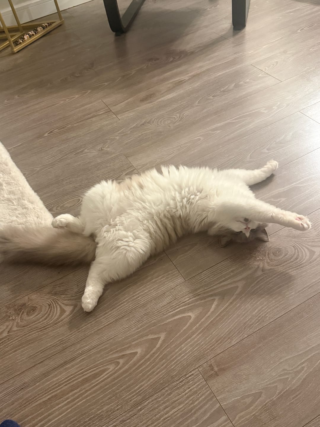 Customer photo review of Fit Litter