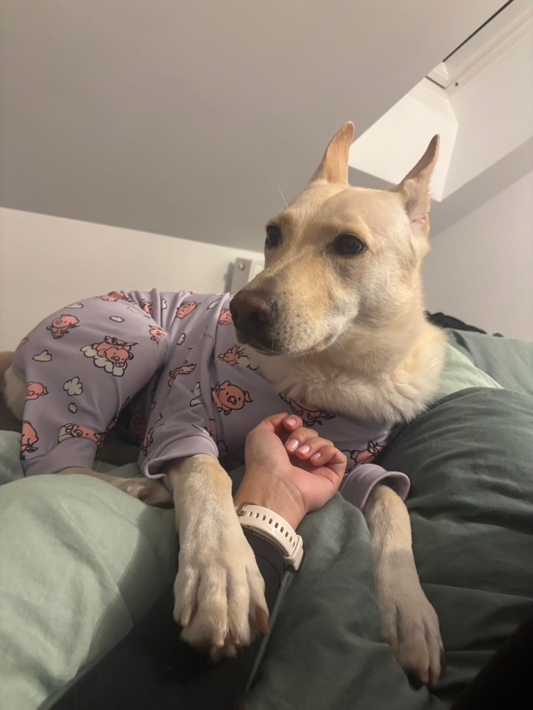 Customer photo review of Dog Pajama - When Pigs Fly