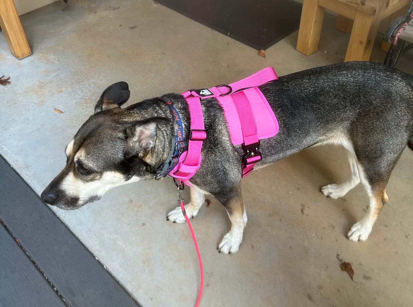 Customer photo review of No Pull Bully Proof Harness