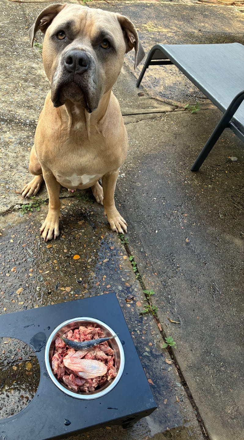 Customer photo review of Primal Lamb Mix