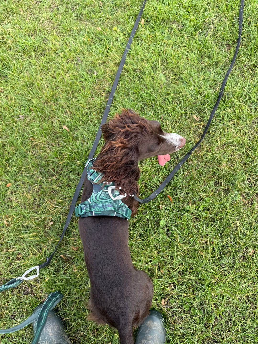 Customer photo review of Adventure Harness