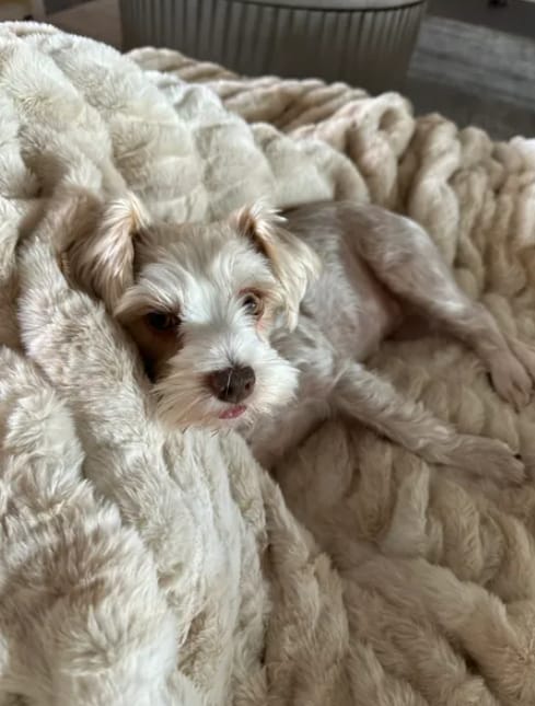 Customer photo review of Cosynest Original Blanket