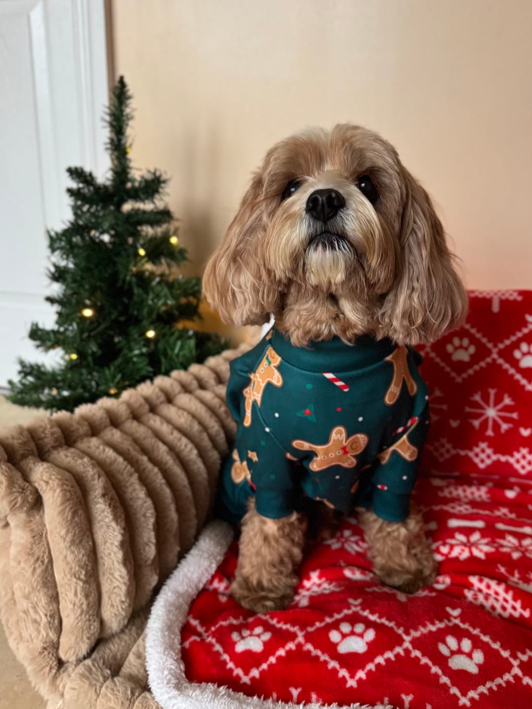 Customer photo review of Dog Christmas Pajama - Gingerbread Man