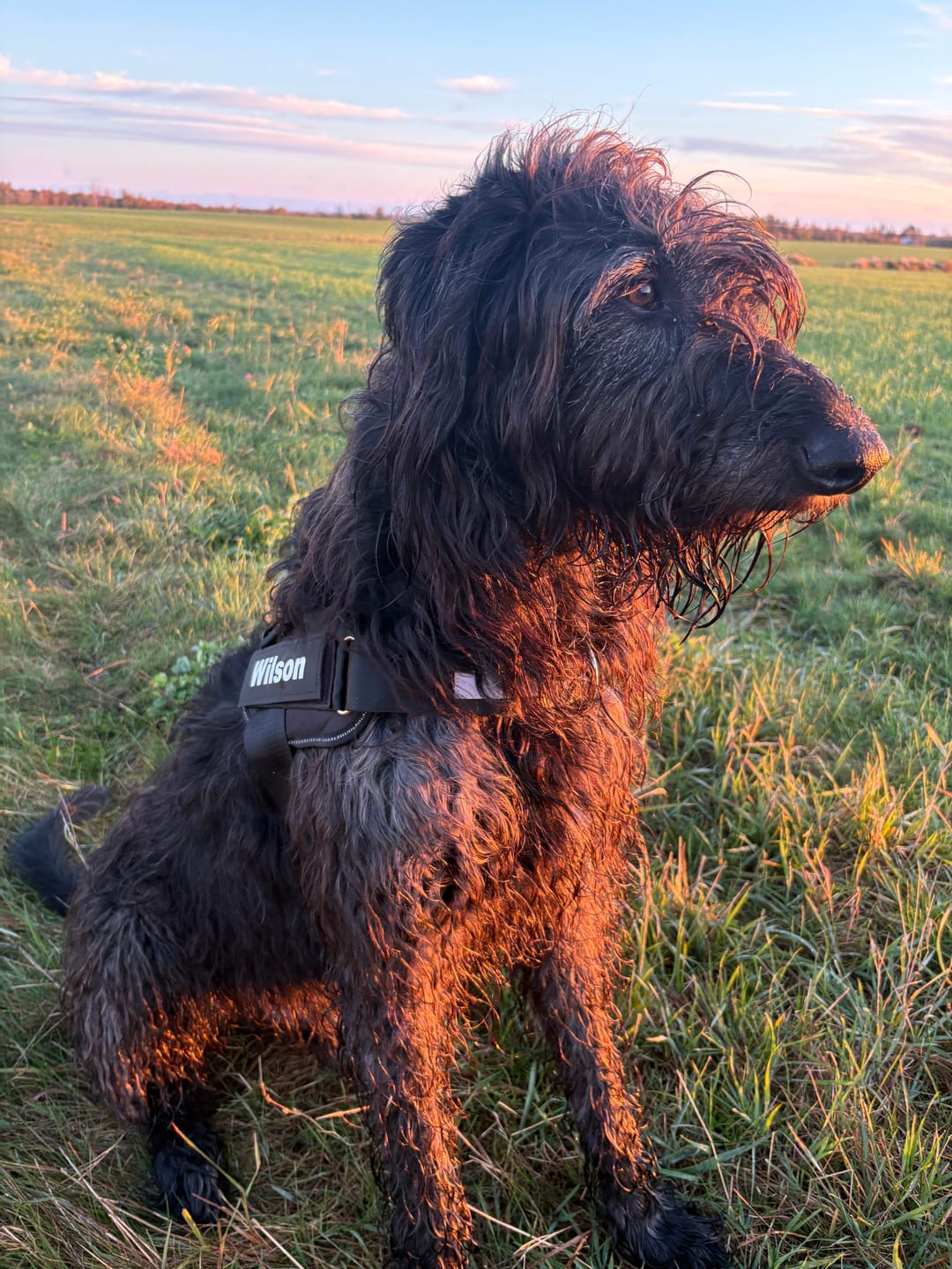 Customer photo review of Dogshood ™ No Pull Harness