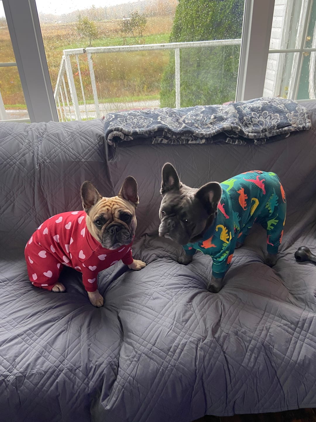 Customer photo review of Dog Pajama - Red Hearts