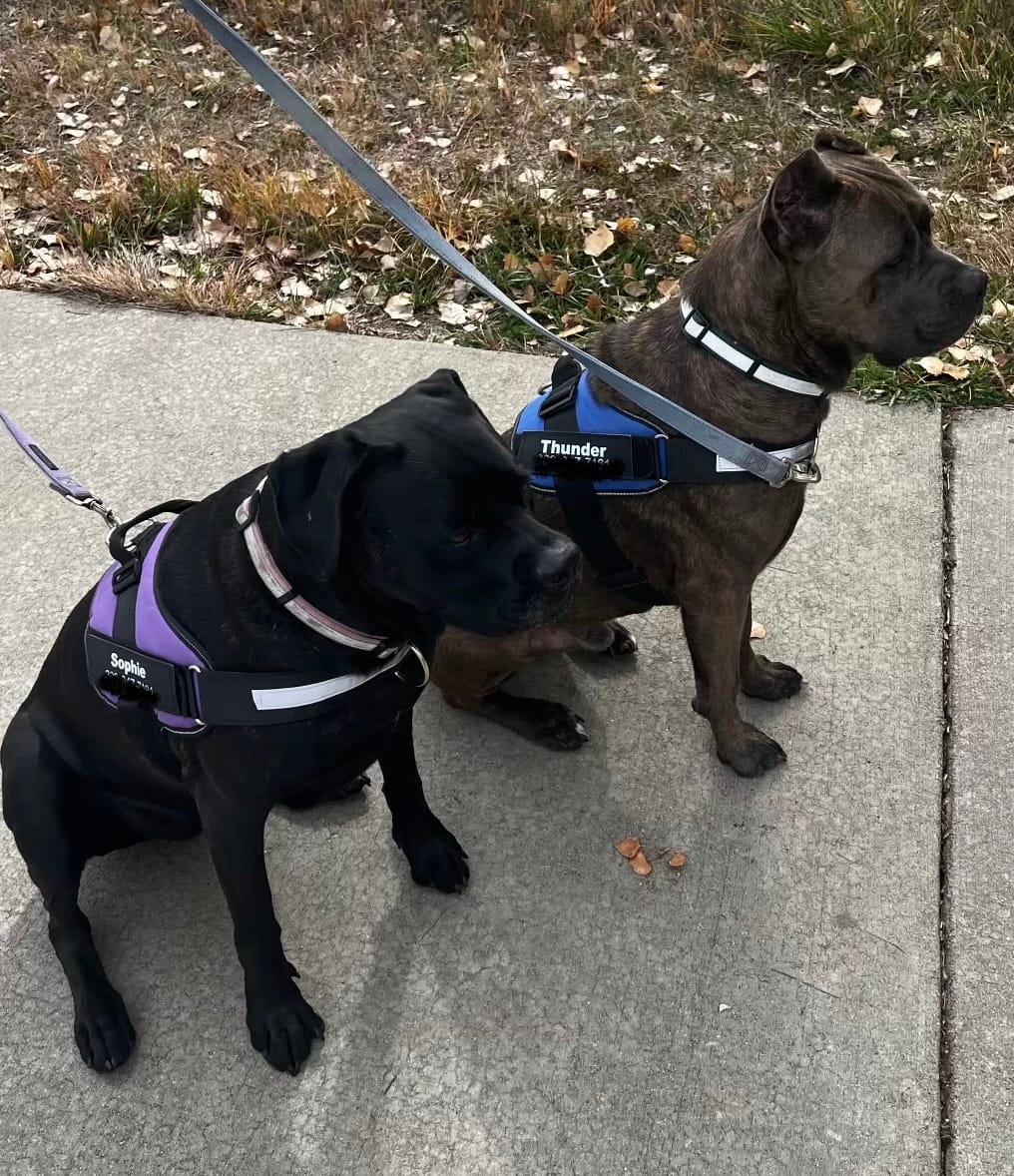 Customer photo review of Dogshood ™ No Pull Harness
