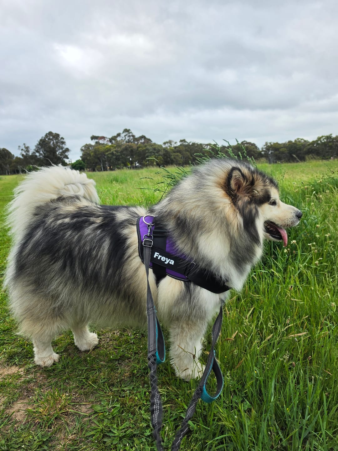 Customer photo review of Dogshood ™ No Pull Harness