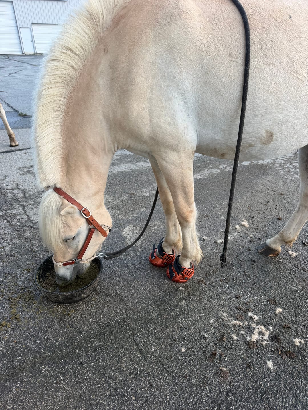 Customer photo review of Renegade® Viper Shield™ Hoof Boot Seconds - Arizona Copper