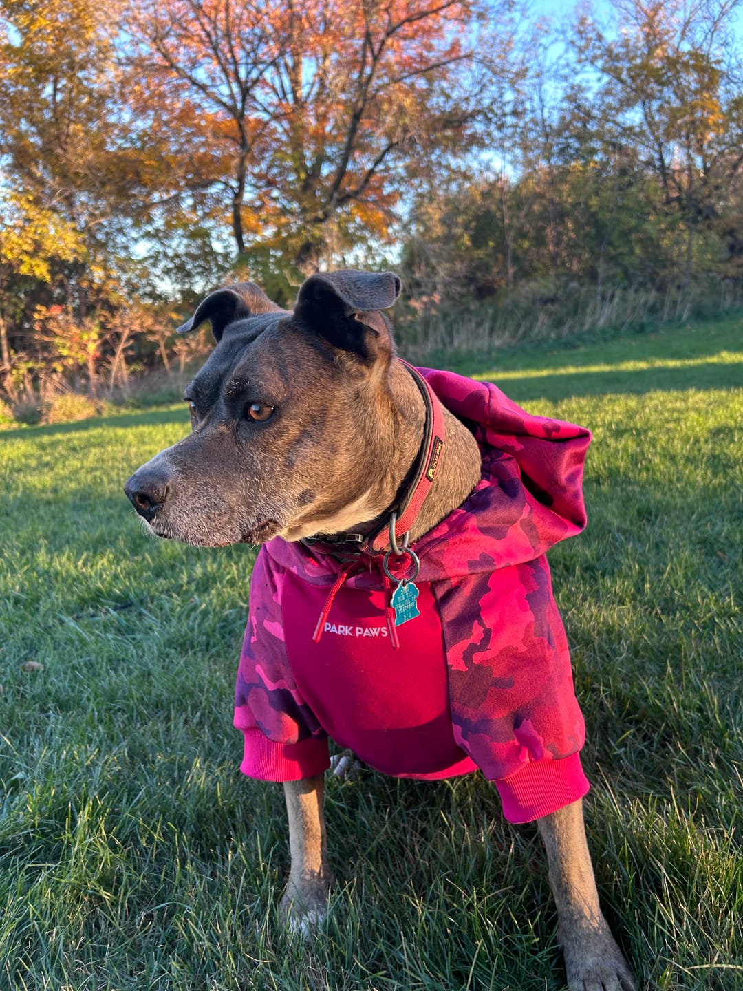 Customer photo review of Fuchsia Camo Dog Hoodie