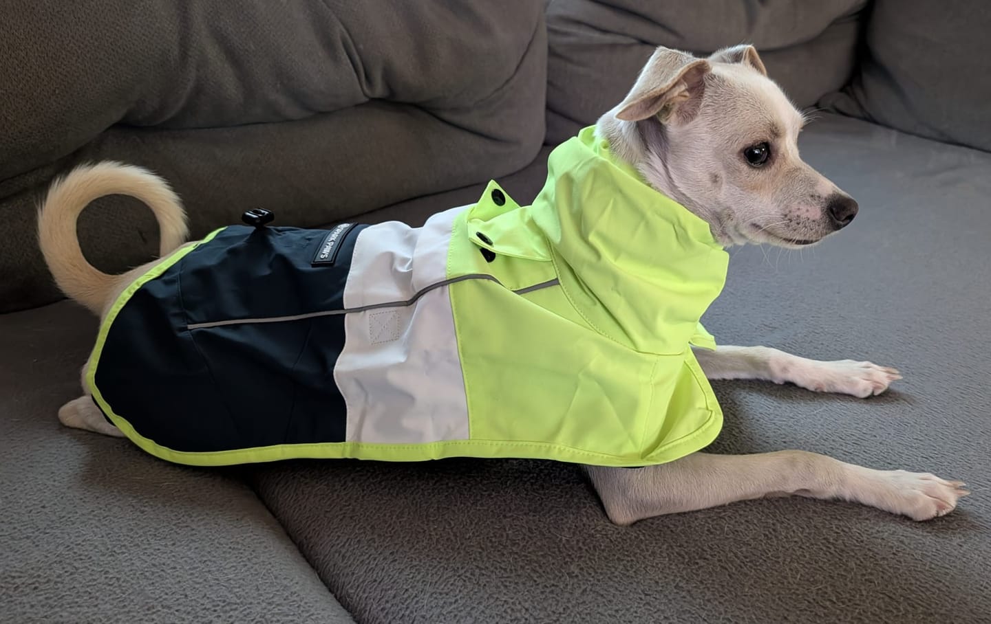 Customer photo review of Halloween Dog Hoodie - Unicorn