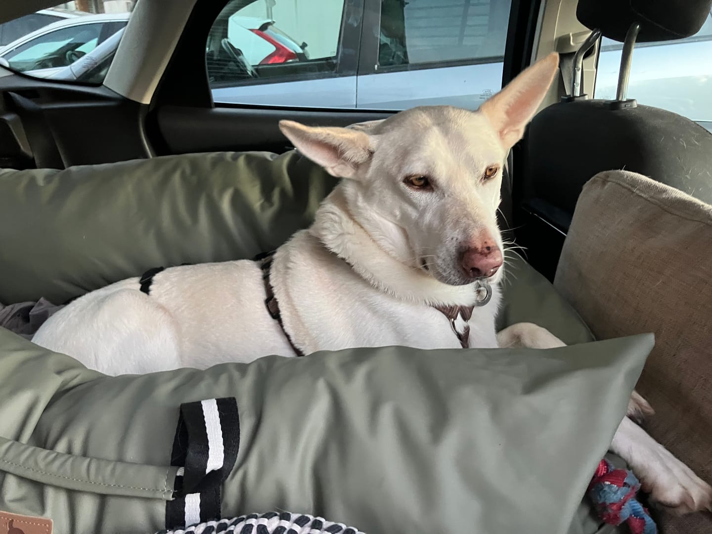 Customer photo review of Dog Dock V2 New & Improved ISO Fix