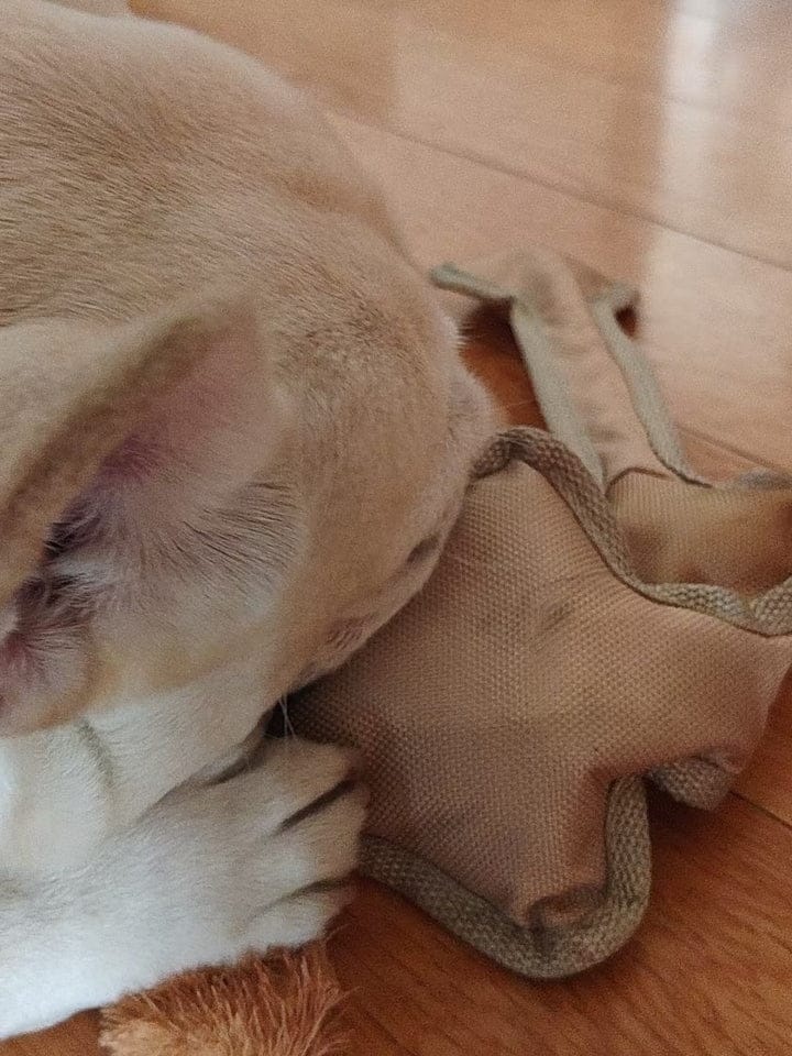 Customer photo review of Human Dog