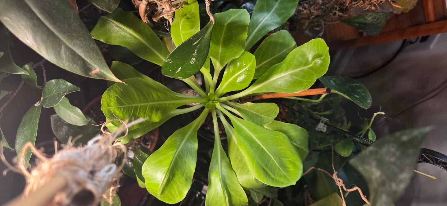 Customer photo review of Brighamia insignis