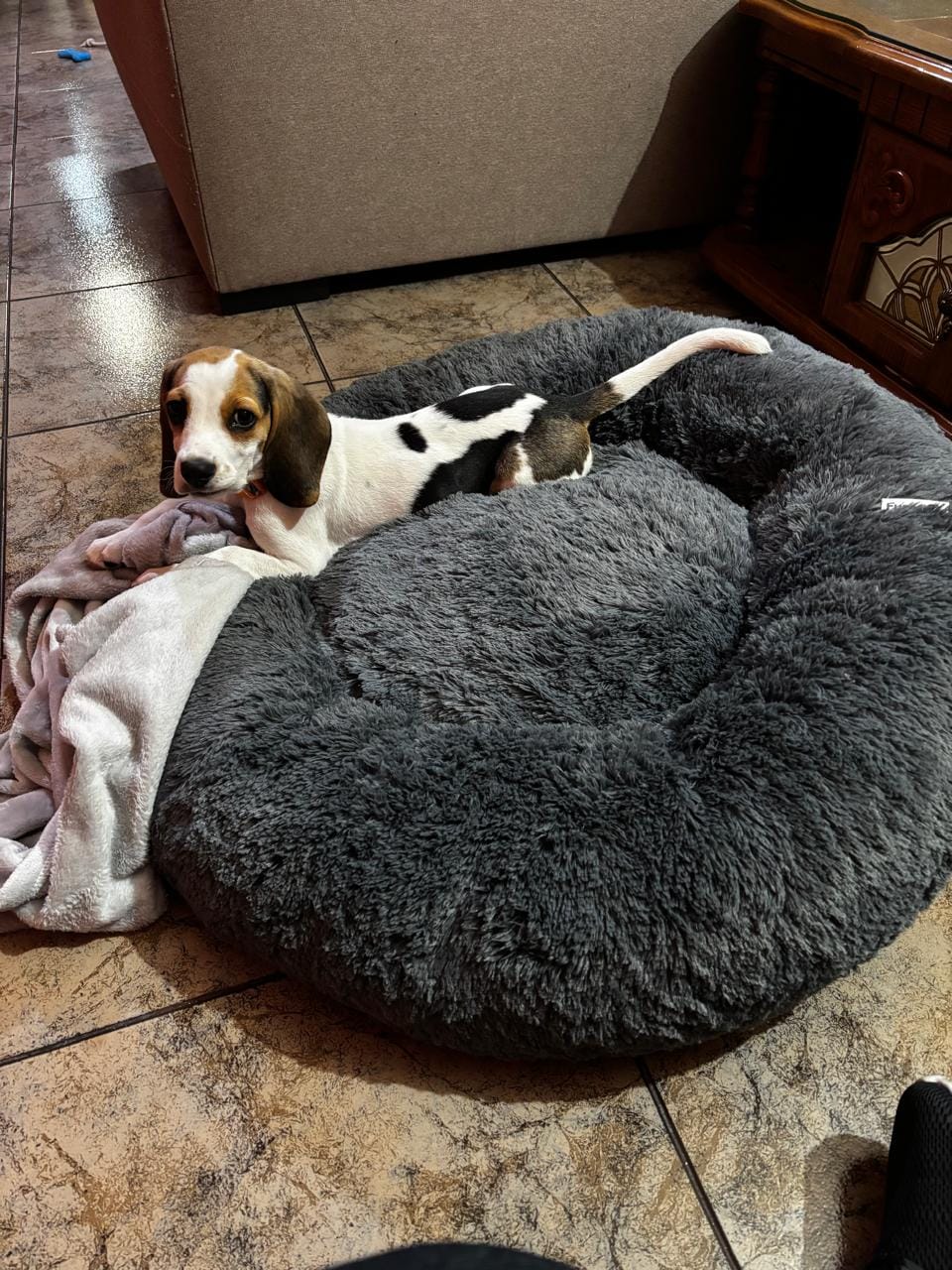 Customer photo review of Manta Relajante para Mascotas