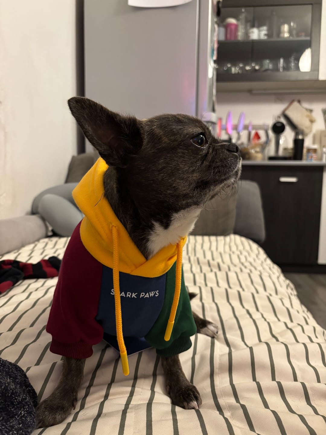 Customer photo review of Primary Color Block Dog Hoodie