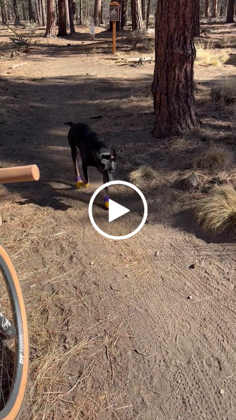 Customer video review of Leather Dog Booties - Doccasins - Full Set