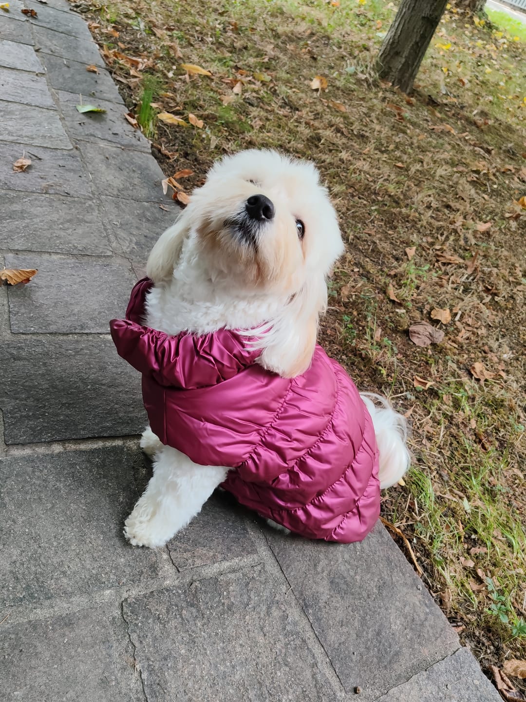 Customer photo review of Sweet Bomber