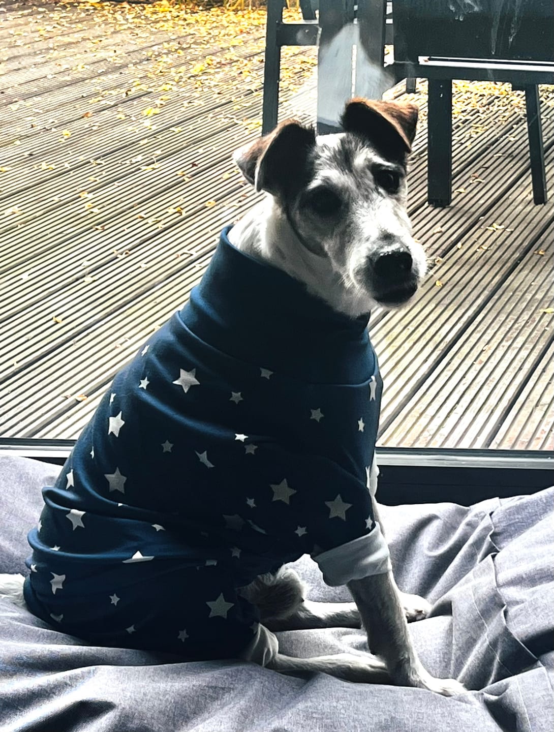 Customer photo review of Dog Pajama - Stars