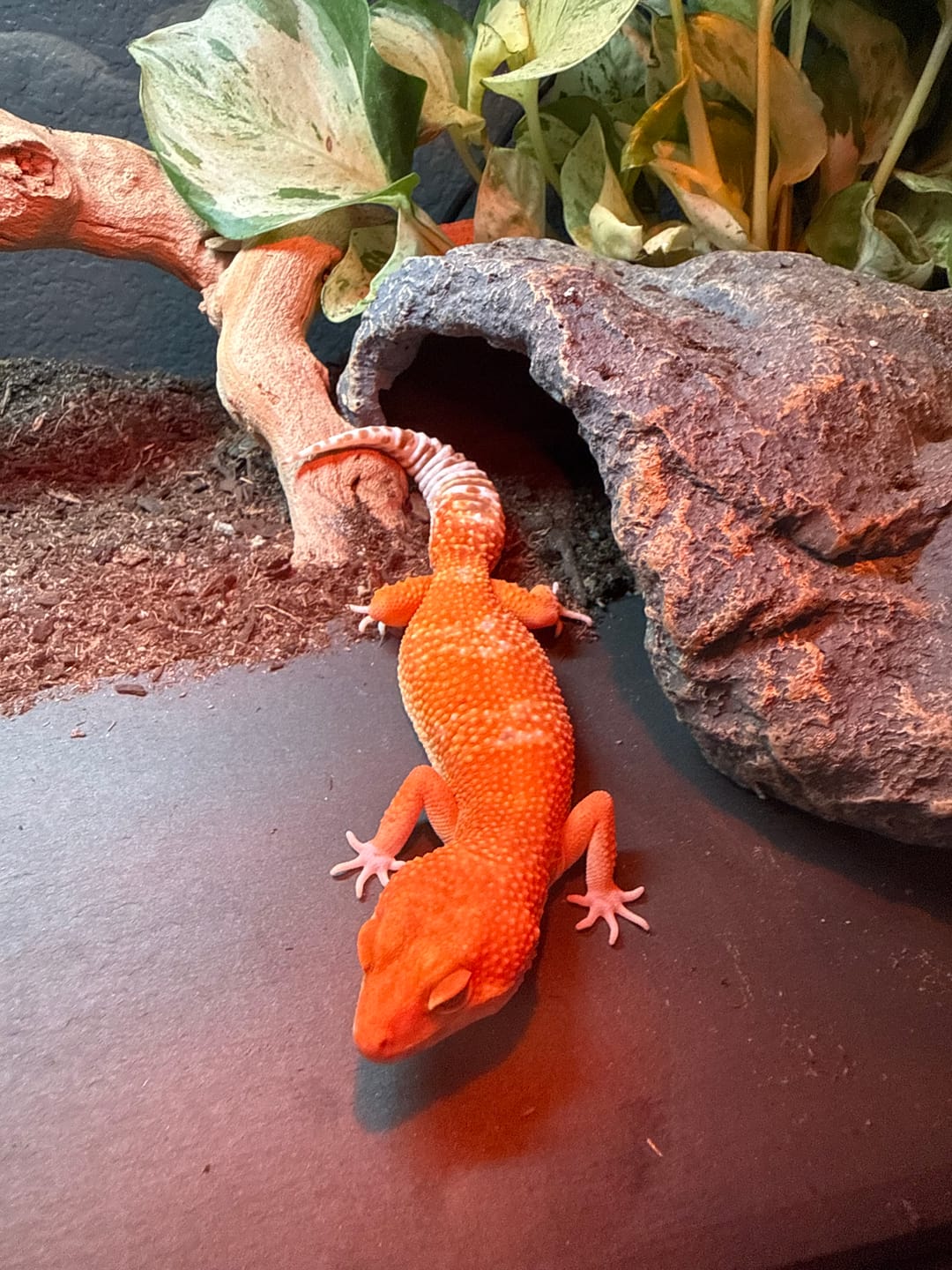 Customer photo review of Female Mandarin Inferno Tremper