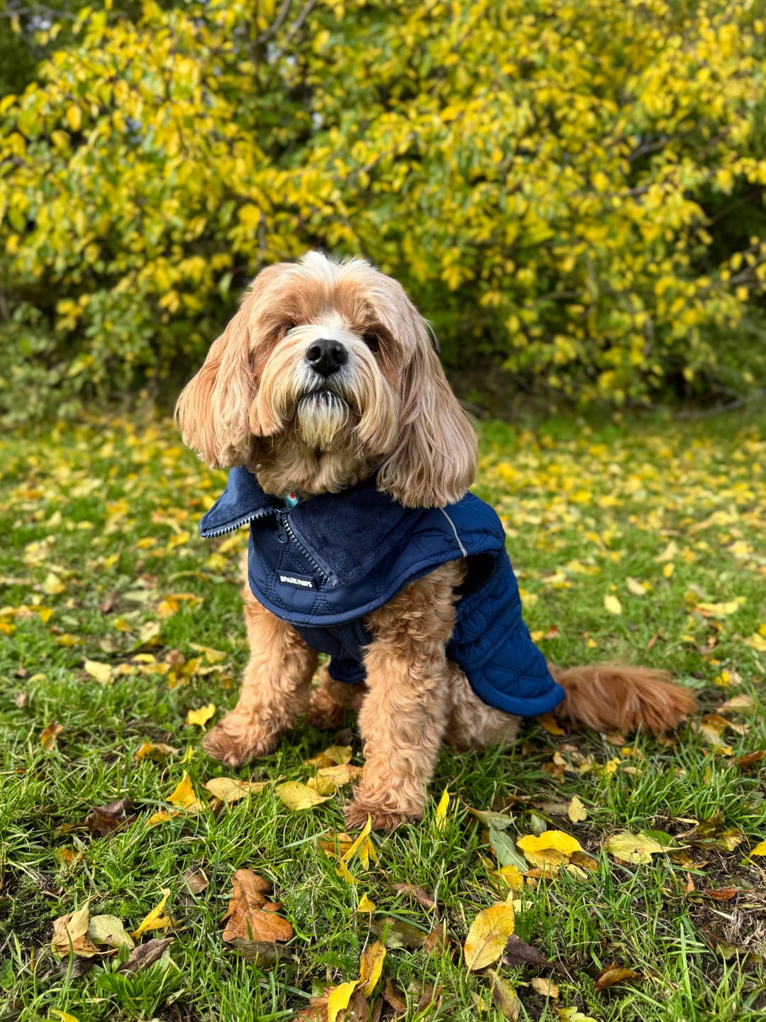Customer photo review of Quilted Classic Winter Coat - Blue (2)