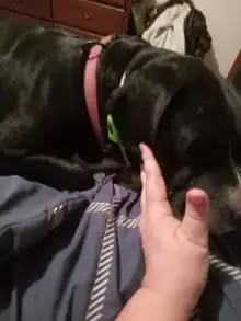 Customer photo review of OptimaPets - 12 Meses de Protección Antipulgas y Garrapatas 100% Natural para Perros