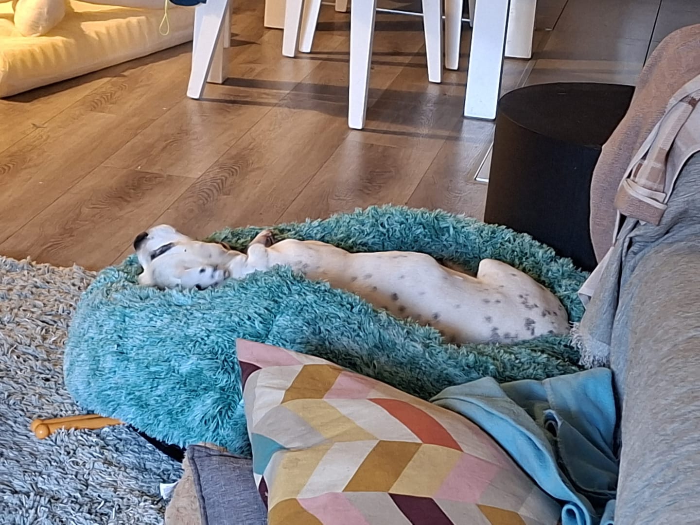 Customer photo review of Calming Pet Bed with Removable Cover